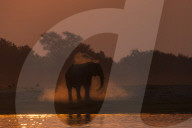 African elephant (Loxodonta africana) dusting at sunset, Chobe national park, Botswana,