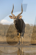 Nyala (Tragelaphus angasii) male at water, Zimanga private game reserve, KwaZulu-Natal, South Africa,
