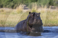 Hippo (Hippopotamus amphibius), Chobe national park, Botswana,