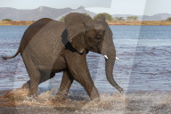 African elephant (Loxodonta africana) in water, Zimanga game reserve, KwaZulu-Natal, South Africa