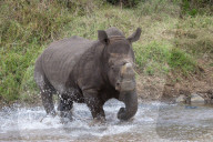 White rhino (Ceratotherium simum) bull, Zimanga private game reserve, KwaZulu-Natal, South Africa,