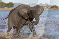 African elephant (Loxodonta africana) in water, Zimanga game reserve, KwaZulu-Natal, South Africa