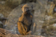 Chacma baboon (Papio ursinus), Chobe national park, Botswana,