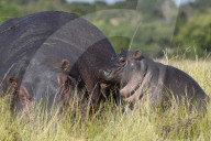 Hippo (Hippopotamus amphibius) with calf, Chobe national park, Botswana,
