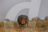 Hippo (Hippopotamus amphibius), Chobe national park, Botswana,