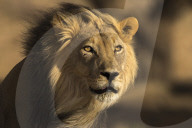 Lion (Panthera leo) male, Kgalagadi Transfrontier Park, South Africa,