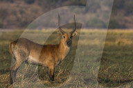 Red lechwe (Kobus leche), Chobe national park, Botswana,