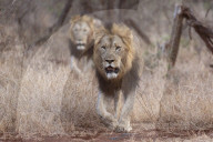 Lions (Panthera leo), Zimanga private game reserve, KwaZulu-Natal, South Africa