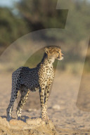 Cheetah (Acinonyx jubatus), Kgalagadi Transfrontoer Park, South Africa,