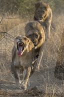 Lion (Panthera leo) pride on the move, Zimanga private game reserve, KwaZulu-Natal, South Africa