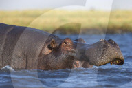 Hippo (Hippopotamus amphibius), Chobe national park, Botswana,