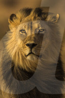 Lion (Panthera leo) male, Kgalagadi Transfrontier Park, South Africa