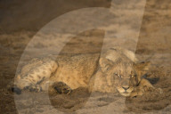 Lion (Panthera leo) cub sleeping, Zimanga private game reserve, KwaZulu-Natal, South Africa