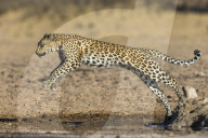 Leopard (Panthera pardus) female leaping, Kgalagadi transfrontier park, South Africa