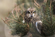 Short-eared owl (Asio flammeus) captive, Holy Island, Northumberland, UK