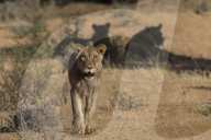 Lion (Panthera leo) male, Kgalagadi Transfrontier Park, South Africa