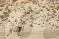Lion (Panthera leo) male, Kgalagadi Transfrontier Park, South Africa