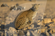 Leopard (Panthera pardus) female, Kgalagadi transfrontier park, South Africa