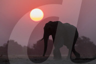 African elephant (Loxodonta africana) at sunset, Chobe national park, Botswana