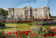 Buckingham Palace, Geraneums, London, England, UK