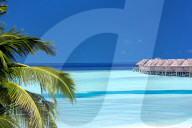 Pam trees and lagoon , Resort in Maldives