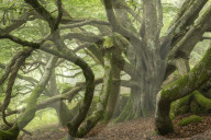 Ancient beech tree with enormous spreading branches, Dartmoor National Park, Devon, England. Summer (August) 2018.