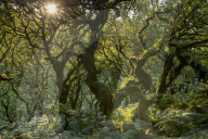 Late evening sunshine in Wistman‚Äôs Wood SSSI in Dartmoor National Park, Devon, England. Summer (July) 2018.