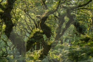 A verdant Wistman‚Äôs Wood in summer sunshine, Dartmoor National Park, Devon, England. Summer (July) 2018.