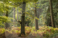 Autumnal colours on a sunny morning near Rhinefield Ornamental Drive in the New Forest National Park, Hampshire, England. Autumn (October) 2018.