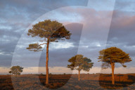 Scots Pine trees on the heathland bathed in evening sunlight, New Forest National Park, Hampshire, England. Autumn (October) 2018.