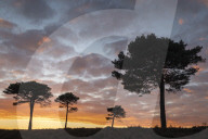 Scots Pine trees silhouetted against a sunset sky on New Forest heathland, Hampshire, England. Autumn (October) 2018.
