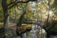Early morning sunshine penetrates the deciduous woodland surrounding Ober Water near Puttles Bridge in the New Forest National Park, Hampshire, England. Autumn (November) 2018.