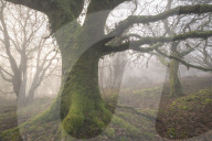 Mossy trees in a misty woodland, Dartmoor, Devon, England. Winter (February) 2019.