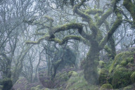 Moss covered tree in Wistman‚Äôs Wood, Dartmoor National Park, Devon, England. Winter (January) 2019.