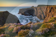 Pink thrift wildflowers on the Cornish cliffs, Padstow, Cornwall, England. Spring (May) 2019.