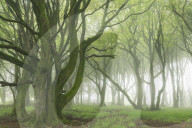 Deciduous trees with spring foliage in a foggy woodland, Cornwall, England. Spring (May) 2019.