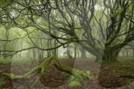Misty deciduous woodland in Cornwall, England. Spring (May) 2019.