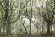 Deciduous trees on a foggy morning, North Cornwall, England. Spring (May) 2019.