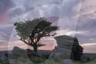 Hawthorn tree and granite tor at sunset, Dartmoor National Park, Devon, England.