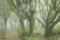 Misty conditions in a deciduous woodland, Cornwall, England. Spring (May) 2019.