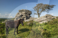 Dartmoor Pony grazing near a granite tor in Dartmoor National Park, Devon, England. Summer (August) 2019.