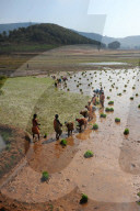 Women planting rice in the paddy in the undulating rural countryside near Desia Koraput, Odisha