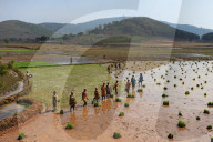 Women planting rice in the paddy in the undulating rural countryside near Desia Koraput, Odisha
