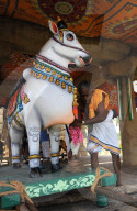 Holy man dressing temple Nandi bull for temple ceremony, Gangaikonda Cholapuram temple, Ariyalur district, Tamil Nadu