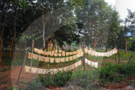 Sheets of freshly made rubber hanging out to dry on the rubber plantation, Dhenkanal district, Odisha