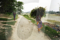 Barefoot village woman leading goat and carrying huge pile of reeds back home in Brahmaputra river village, Assam