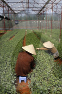 Vegetable farm. Women working in greenhouse. Dalat. Vietnam.
