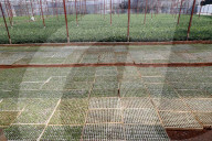 Vegetable farm. Greenhouse. Dalat. Vietnam.