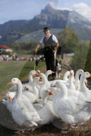 Old Domancy craft festival. Farmer with rroup of white goose. France.