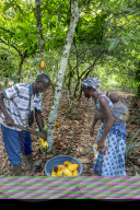 Cocoa planters harvesting in their plantation near Agboville, Ivory Coast.